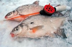 Зимняя рыбалка: от первого льда