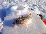 Самодельное изготовление зимней наживки для окуня - Самоделки для рыбалки своими руками