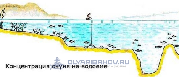 О рыбалке зимой на крупного окуня: как поймать по первому люду на блесну, балансир, мормышку и живца